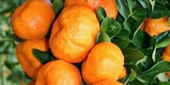 تعبیر خواب باغ سرسبز امام صادق و رفتن به باغ دیگران برای دختر مجرد و زن متاهل