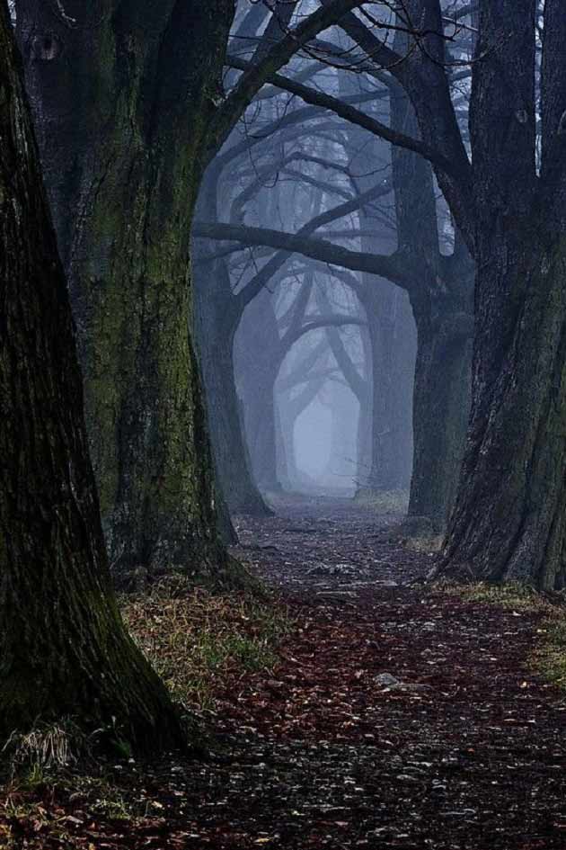 تعبیر خواب جنگل امام صادق و جنگل تاریک و ترسناک با درختان بلند برای دختر مجرد