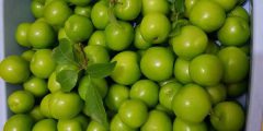 تعبیر خواب آلوچه خوردن از نظر امام صادق و حضرت یوسف و ابن سیرین
