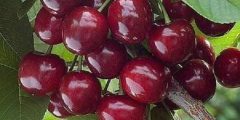 تعبیر خواب گیلاس چیدن از درخت در باغ از امام صادق و حضرت یوسف (ع) تعبیر خواب گیلاس چیدن از درخت در باغ از امام صادق و حضرت یوسف (ع)