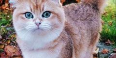 تعبیر خواب حرف زدن با گربه زرد و سیاه + سفید از حضرت یوسف و سایر معبران