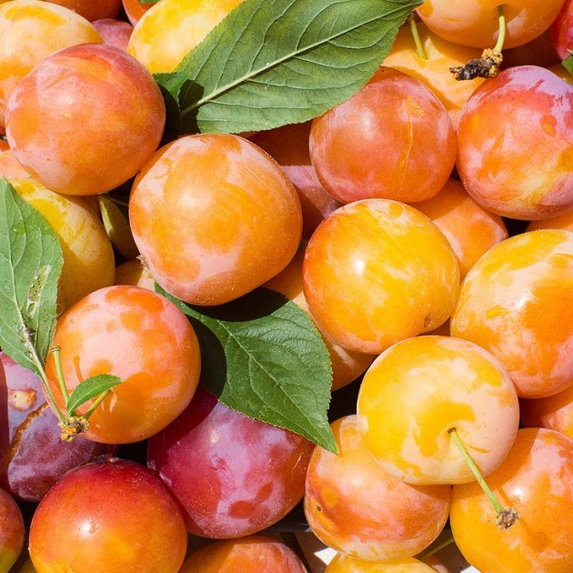 تعبیر خواب آلو زرد حضرت یوسف + ابن سیرین برای دختر مجرد و زن باردار