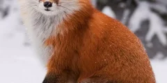 تعبیر خواب روباه نارنجی امام صادق و حضرت یوسف + در خانه برای دختران و زنان تعبیر خواب روباه نارنجی امام صادق و حضرت یوسف + در خانه برای دختران و زنان