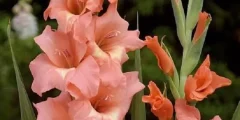 تعبیر خواب گل گلایل + گرفتن دسته گل گلایل صورتی و قرمز برای زن و دختر مجرد تعبیر خواب گل گلایل + گرفتن دسته گل گلایل صورتی و قرمز برای زن و دختر مجرد