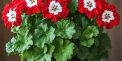 تعبیر خواب گل شمعدانی + کاشتن و خریدن گل شمعدانی برای دختر مجرد و زن باردار تعبیر خواب گل شمعدانی + کاشتن و خریدن گل شمعدانی برای دختر مجرد و زن باردار