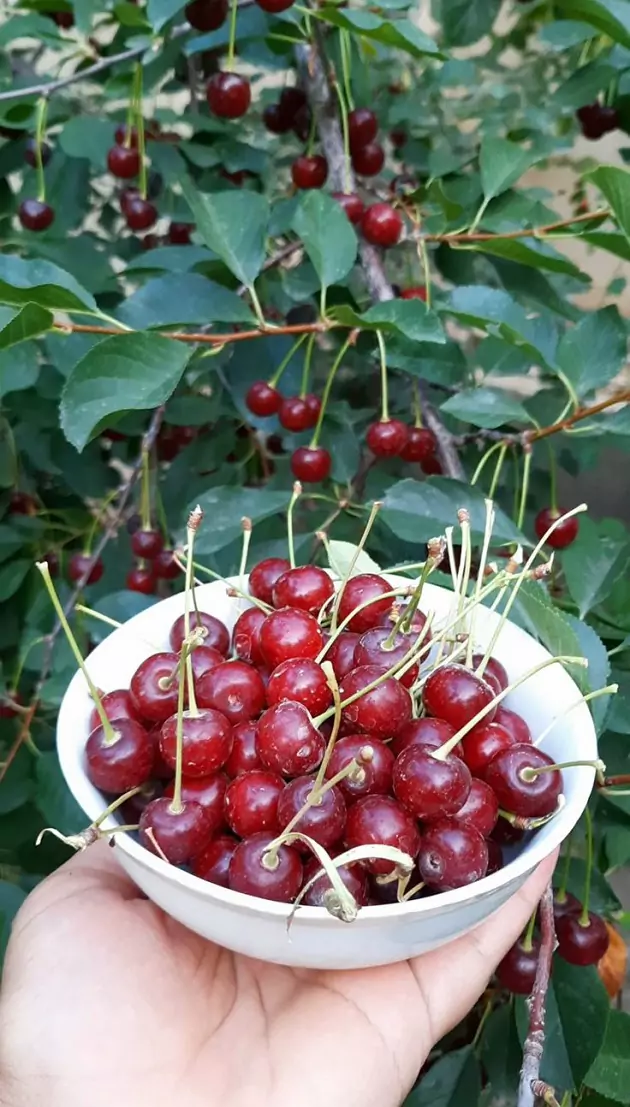 تعبیر خواب آلبالو امام صادق + آلبالو خوردن برای زن متاهل و باردار و دختران مجرد
