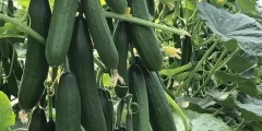 تعبیر خواب خیار برای زن باردار امام صادق + گرفتن از دیگران و تعیین جنسیت جنین