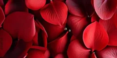 تعبیر خواب رنگ قرمز امام صادق + ابن سیرین برای زن متاهل و باردار و دختر مجرد