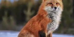 تعبیر خواب روباه قهوه ای + امام صادق و ابن سیرین برای زنان و دختران مجرد تعبیر خواب روباه قهوه ای + امام صادق و ابن سیرین برای زنان و دختران مجرد