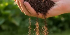 تعبیر خواب خاک از نظر امام صادق و ابن سیرین + خاک ریختن روی زنده و مرده